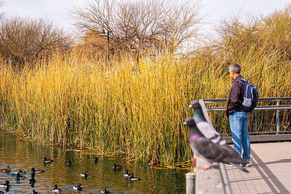 A man with a backpack gazes across a tranquil pond at Riparian Preserve at Water Ranch in Mesa, Arizona, while pigeons perch nearby and ducks swim below. Tall golden reeds and bare winter trees frame the peaceful birdwatching scene in this urban nature.