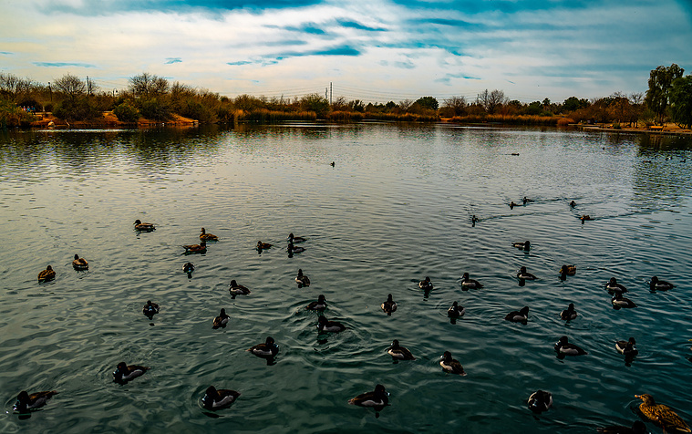 A wide-angle view of a calm pond at Riparian Preserve at Water Ranch in Mesa, Arizona, filled with dozens of ducks peacefully swimming under a moody blue sky. Surrounded by desert brush and trees, this serene urban nature preserve is a hidden gem.