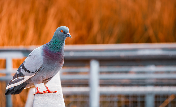 A single pigeon stands on a railing against a warm orange reed backdrop at Riparian Preserve, capturing a quiet moment in Mesa’s scenic bird watching haven.