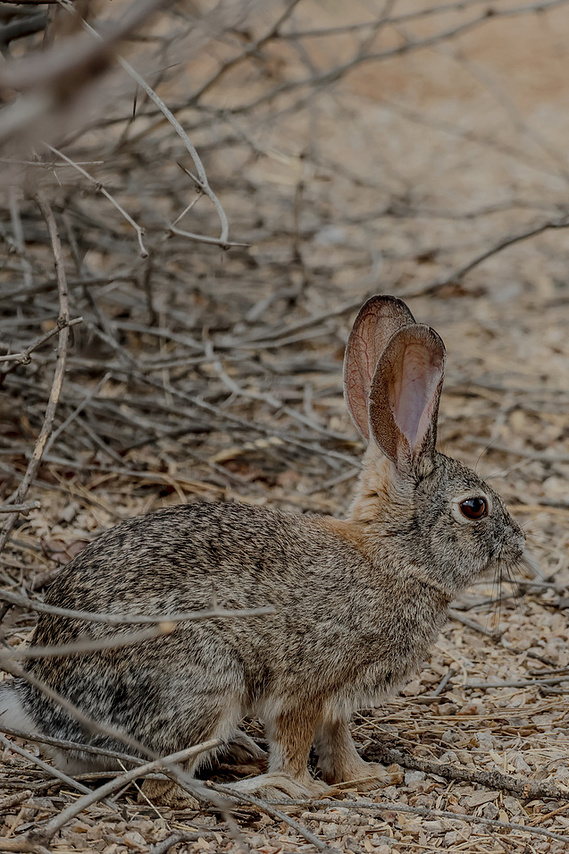 A desert cottontail rabbit peeks out from dry brush along a sandy trail at Riparian Preserve at Water Ranch in Mesa, Arizona, showcasing the area’s desert wildlife.