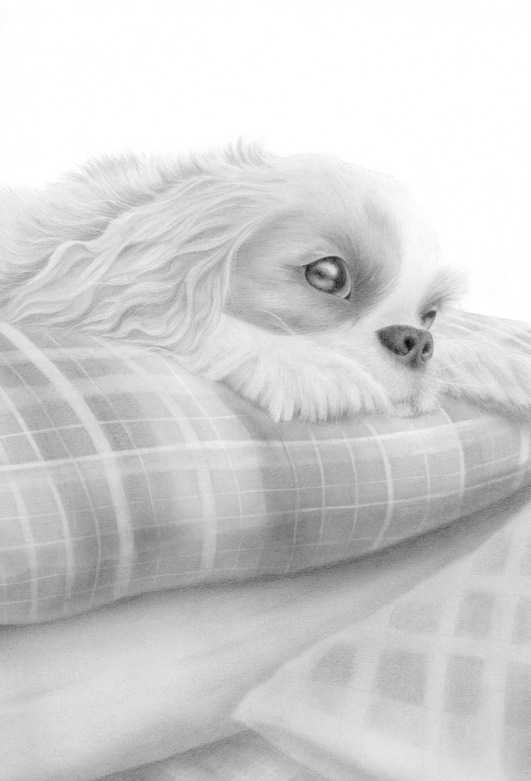 Heartwarming graphite drawing of Miga, a Cavalier King Charles Spaniel, resting peacefully on a bed, her soft gaze curious yet calm. A comforting scene filled with tenderness.