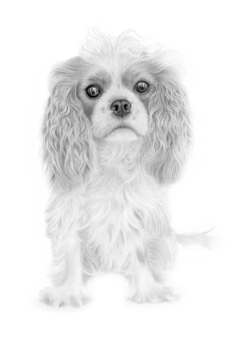 Graphite portrait of Brontë, a Cavalier King Charles Spaniel, in an alert and attentive pose, ready to follow every move. A beautifully detailed drawing of loyalty and devotion.