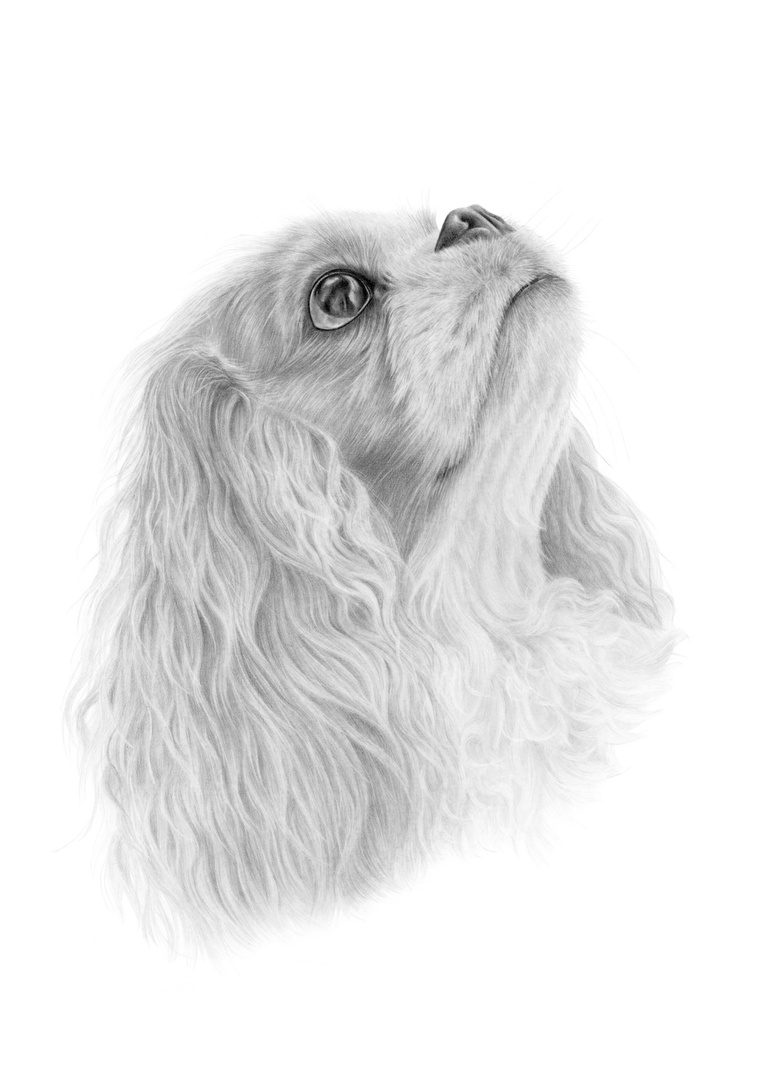 Graphite artwork of Miga, a Cavalier King Charles Spaniel, basking in the gentle sunlight on a perfect afternoon. A serene and soulful moment of quiet beauty.
