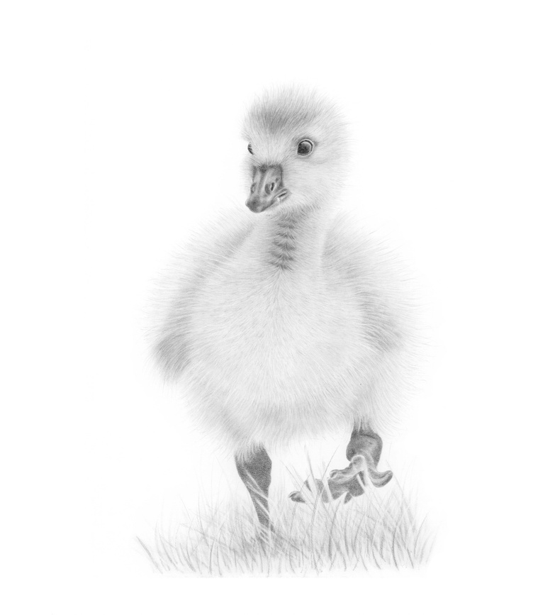 Charming graphite drawing of a duckling mid-stride, full of determination and curiosity. A delightful portrayal of courage in its gentlest form.