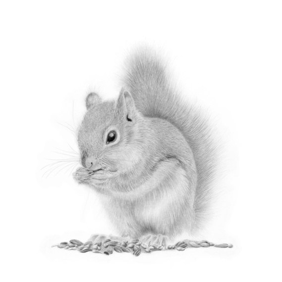 Detailed graphite artwork of a red squirrel in motion, showcasing its delicate paws and bushy tail. A celebration of nature’s charm in residential life.
