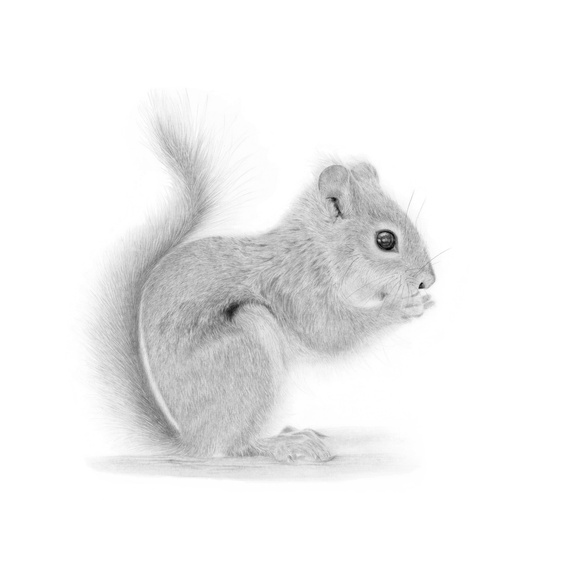 Detailed graphite artwork of a red squirrel in motion, showcasing its delicate paws and bushy tail. A celebration of nature’s charm in residential life.
