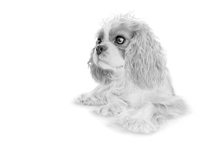 A delicate graphite drawing of Brontë, a Cavalier King Charles Spaniel, capturing the first time her unique features were truly noticed. A tender and affectionate portrait of companionship.