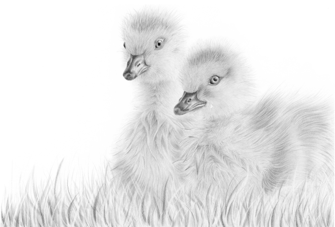 A refreshing graphite drawing of two ducklings with glistening feathers and tiny beaks. Evoking the simple joys of a warm summer day.