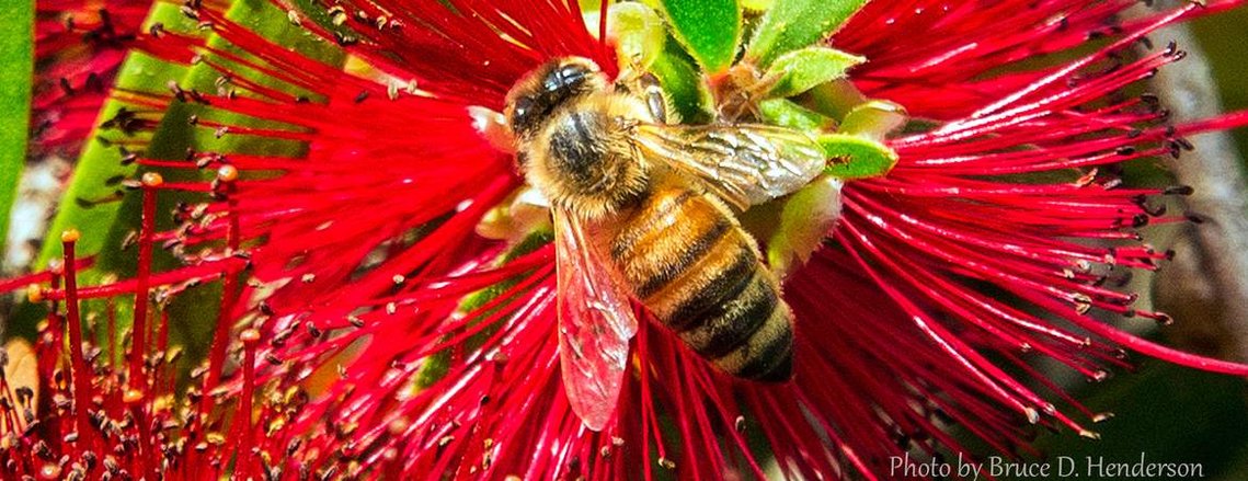 Honeybee and bottlebrush