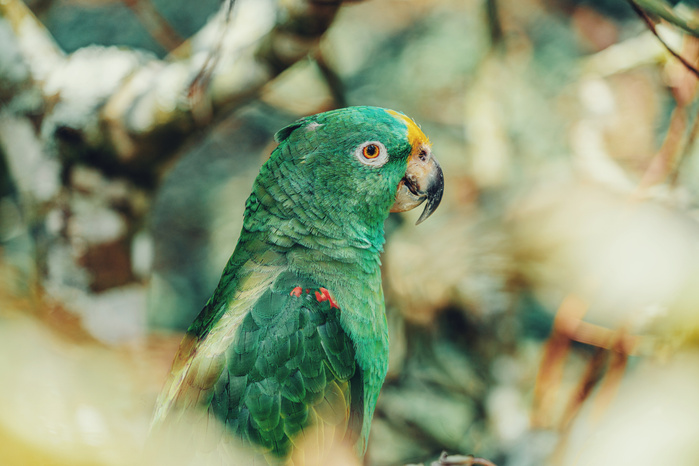 oiseau amazonie colombie