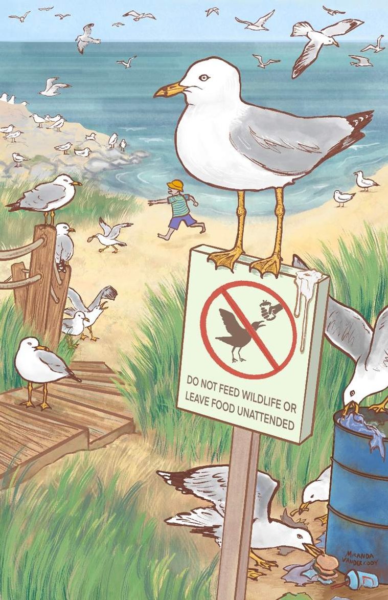 A playful study of the Ring-Billed Gull’s typical habitat and behaviours, created as a page for a mock ornithology calendar.