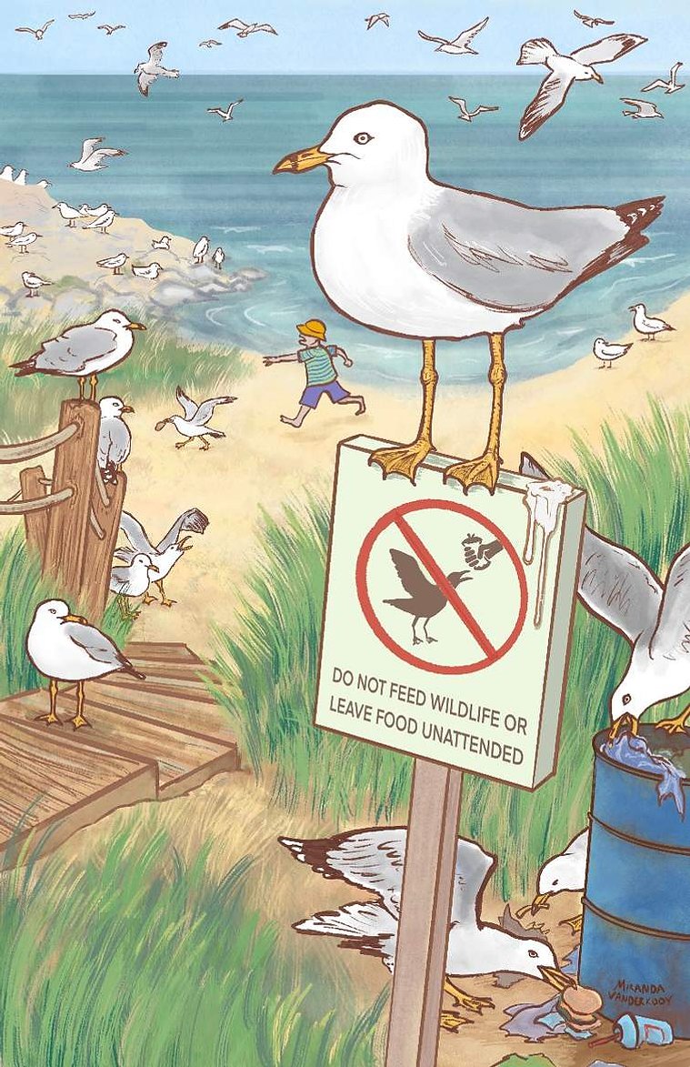 A playful study of the Ring-Billed Gull’s typical habitat and behaviours, created as a page for a mock ornithology calendar.