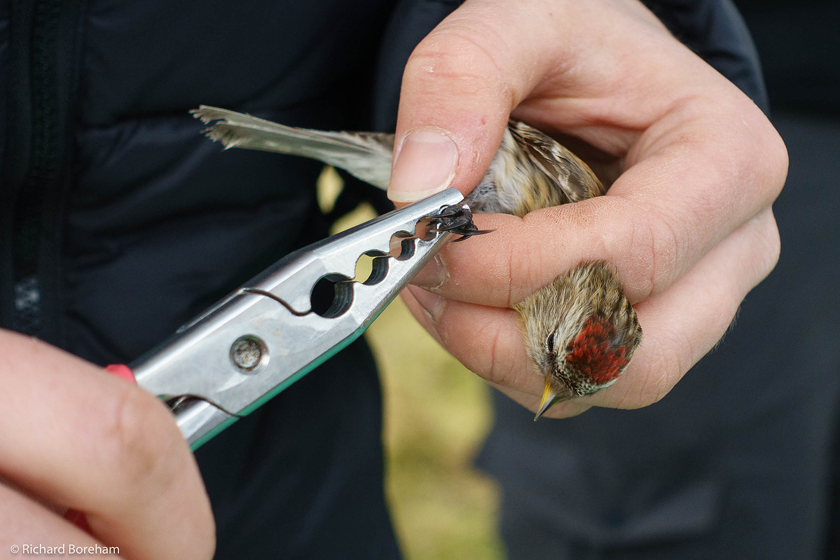 Bird Ringing 4 Bird Ringing - Blog - Richard Boreham (Wildlife) Photography