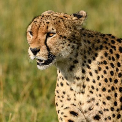 Kenya 1 - Richard Boreham (Wildlife) Photography