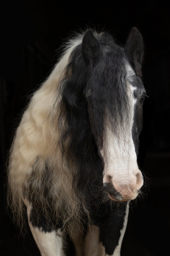 Tinker . Head of a Horse: Portrait of Siobhán