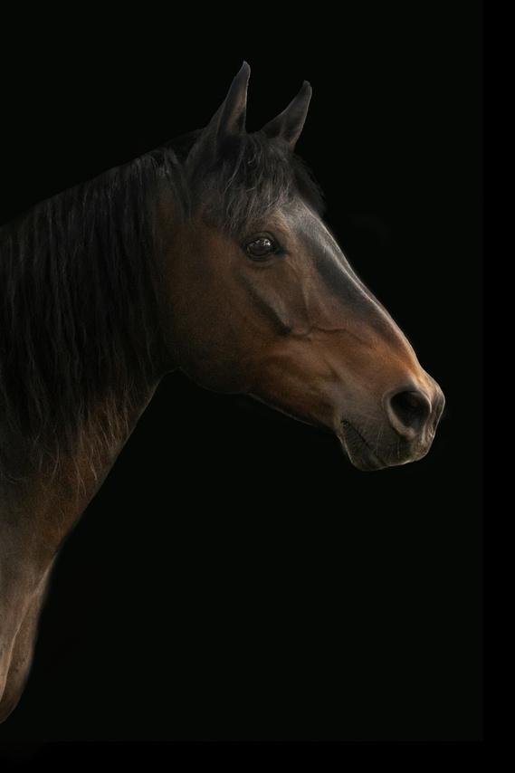 Head of Horse:  Porträt of Jerry 
