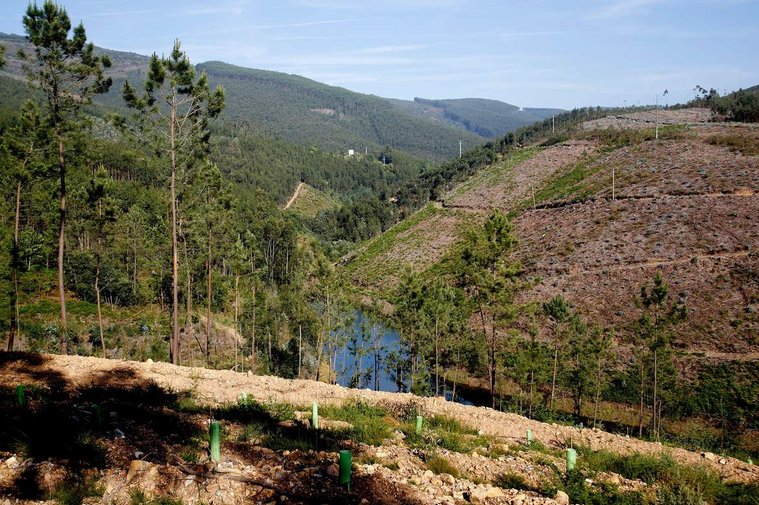 Restoration, Reforestation, Portugal, Art and Environment, Artivism, Constanze Flamme