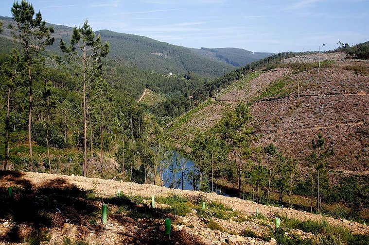 Restoration, Reforestation, Portugal, Art and Environment, Artivism, Constanze Flamme