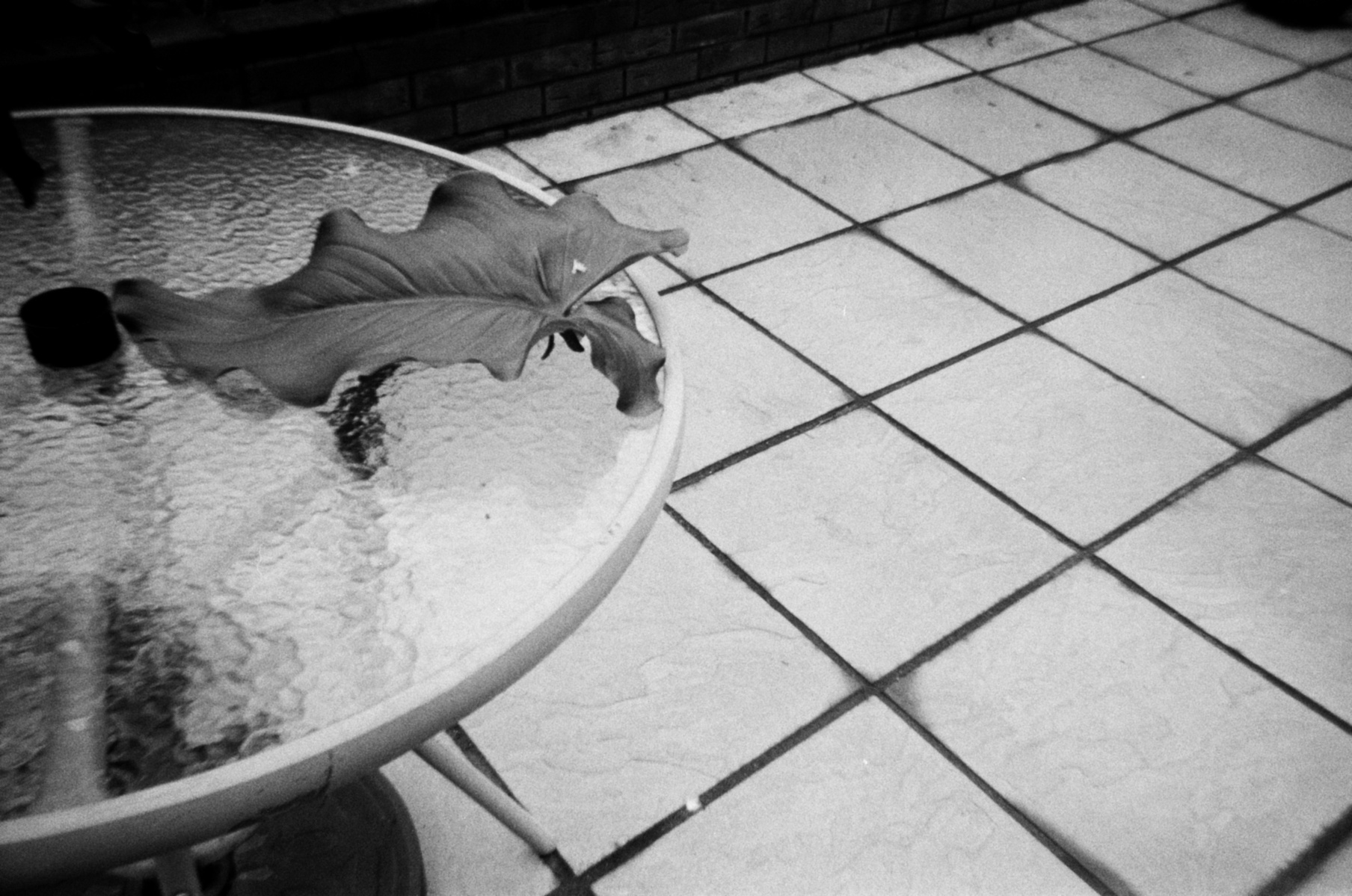 A leaf sits on a glass table on a tiled floor