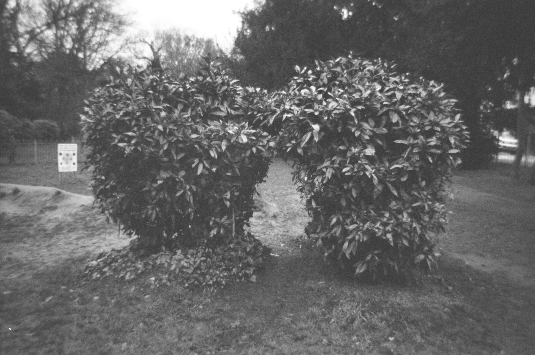 Two leafy bushes grow to touch each other