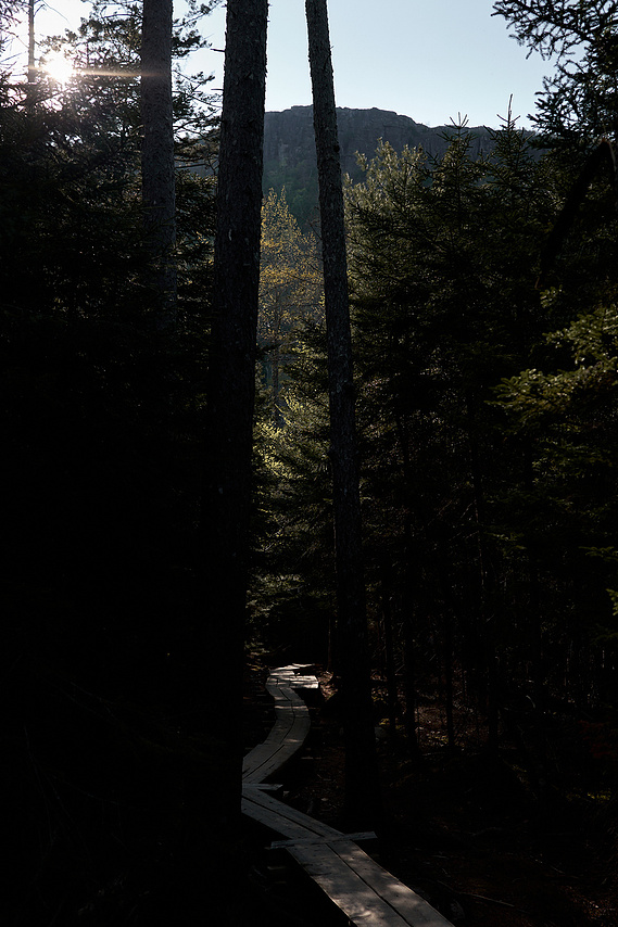 Wood plank trail in Acadia National Park