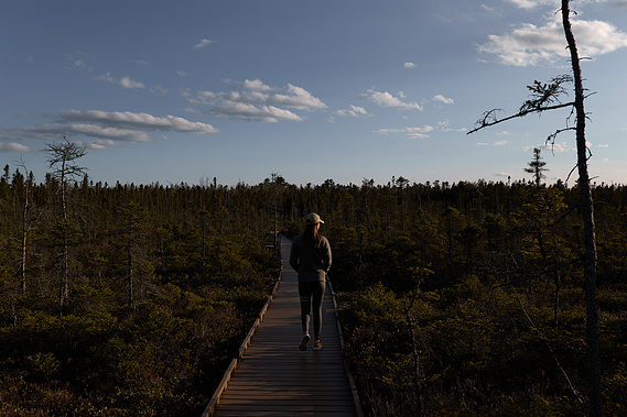Bangor City Forest
