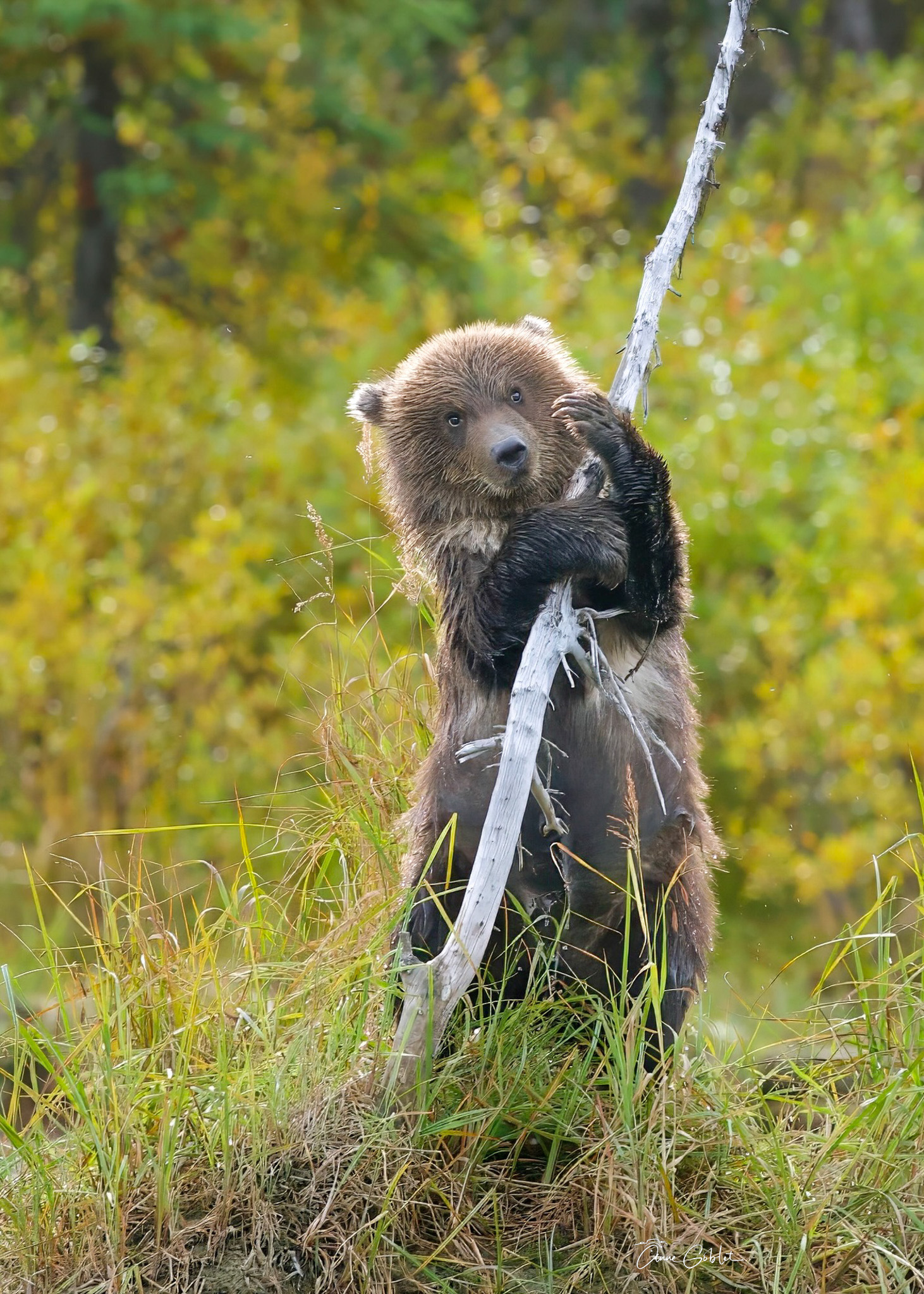 Bebe ours s accrochant a arbuste. Lake Clark Sept 2023