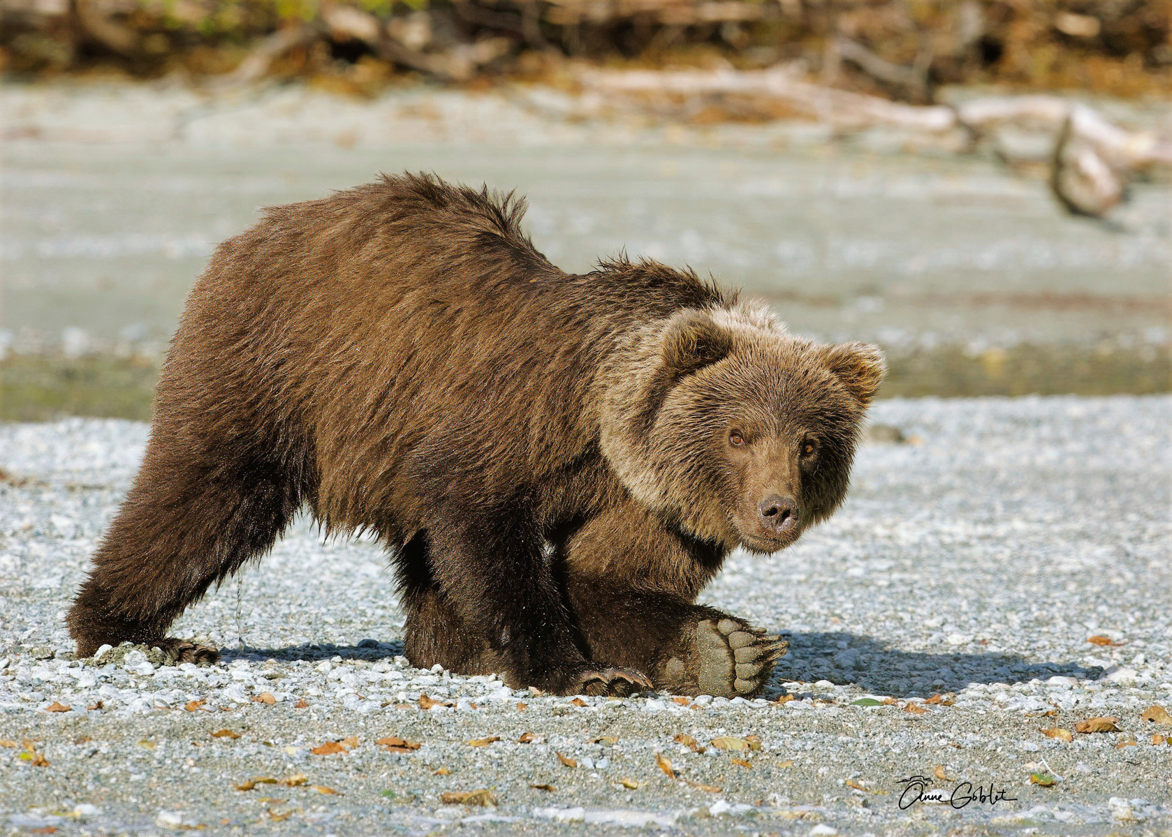 ours qui dit bonjour Lake clark sept 23
