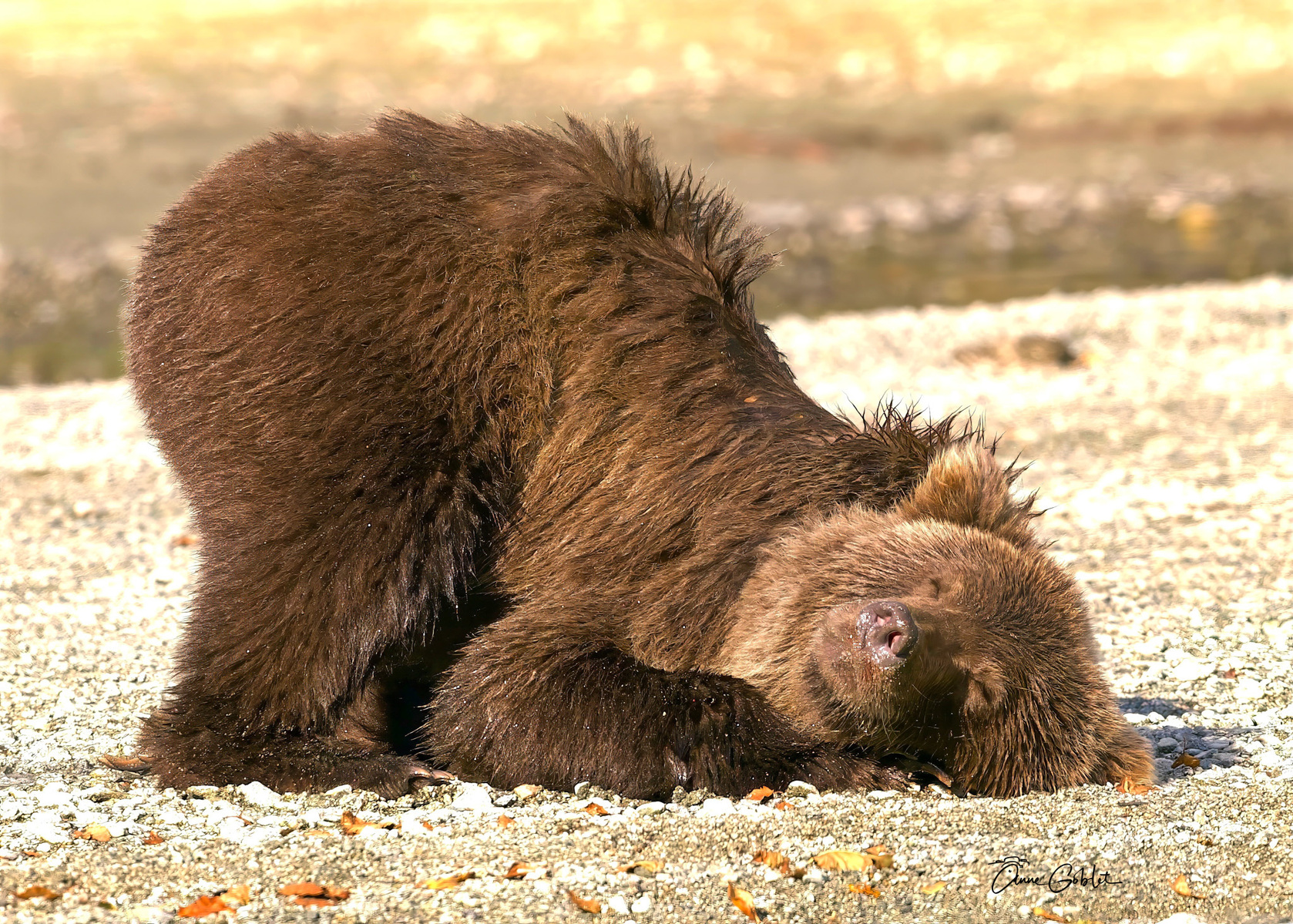 Ours qui dort Lake clark sept 23