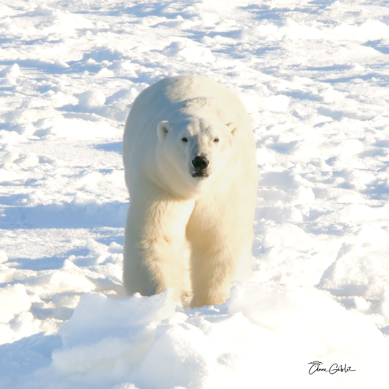 Polar bear Churchill Manitoba