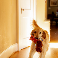 A Golden Retriever carries a toy in his mouth.  