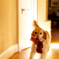 A Golden Retriever carries a toy in his mouth.  