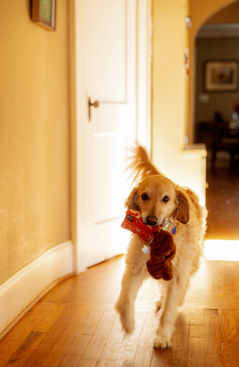 A Golden Retriever carries a toy in his mouth.  