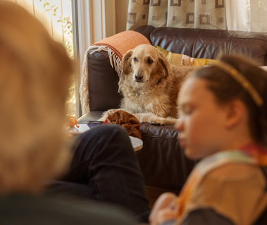 A Golden retriever  sits on a leather sofa with a young girl sitting across from him.