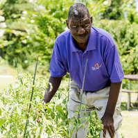 A man wears a purple polo shirt and works in a garden. 