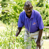 A man wears a purple polo shirt and works in a garden. 