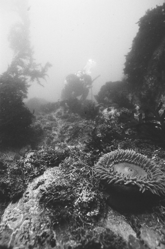 scuba diving, underwater film, 35mm underwater, underwater film camera, Nikonos, nikonos v, nikonos project, diving in Mexico, kelp forest, black and white film underwater, underwater photography, analog, analog photography, Kodak tri-x underwater