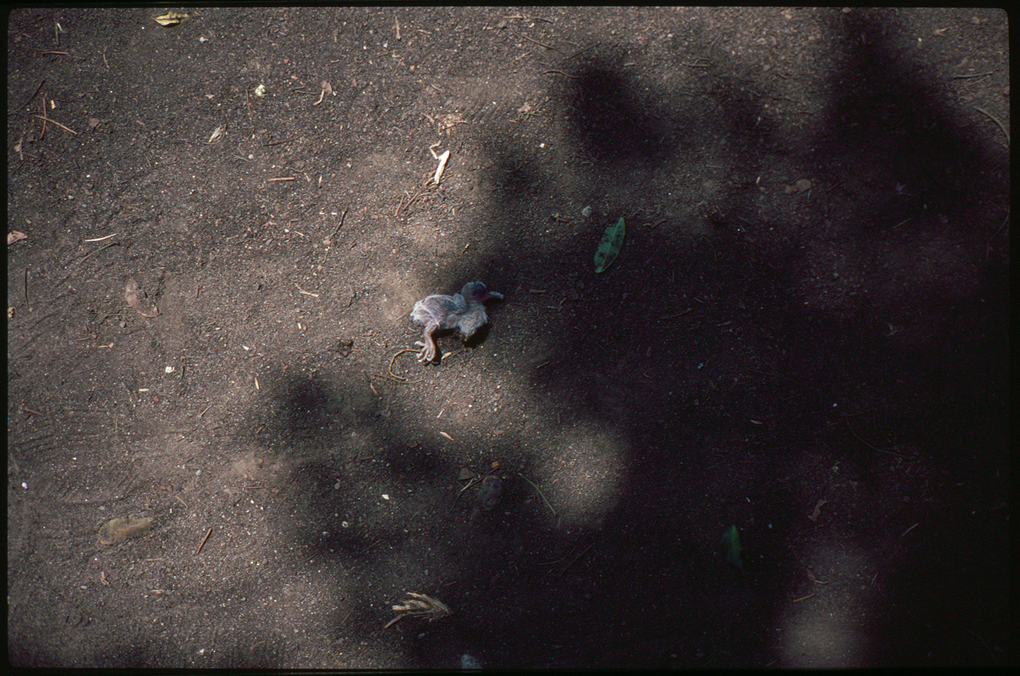 fotografia analogica
provia 100
35mm
film photography
contax t2
Juan Pablo Aragón
Lima Perú