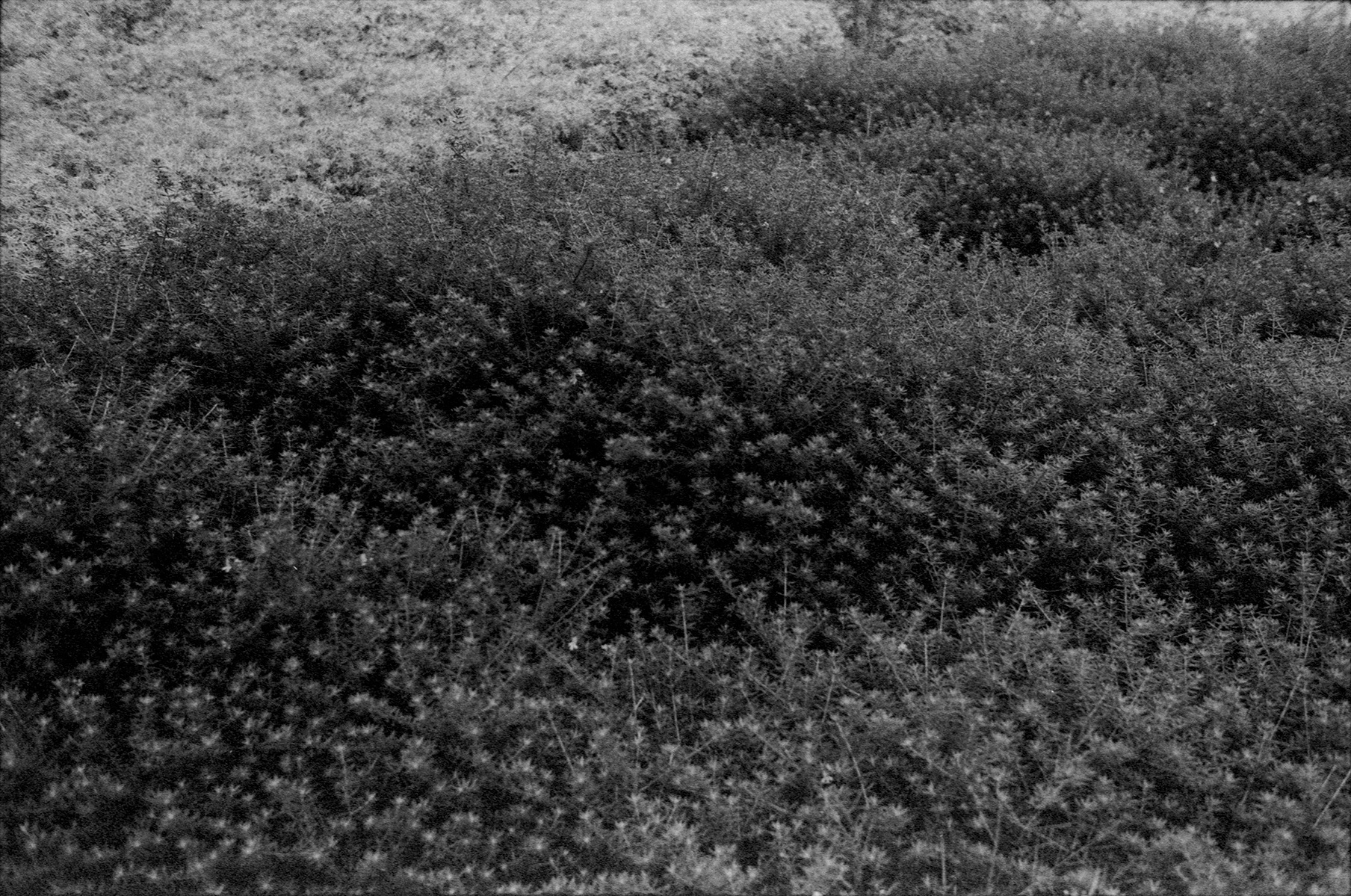 fotografia analogica
neopan 1600
35mm
film photography
nikon fm10
Juan Pablo Aragón
Lima Perú
