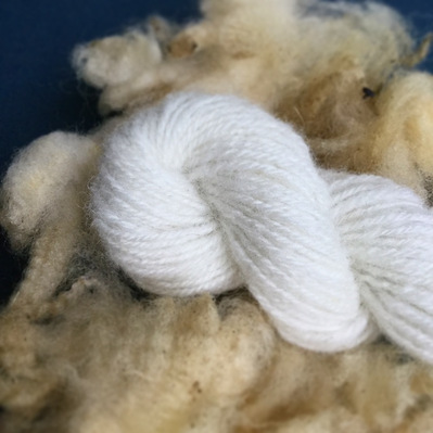 A skein of Dala sheep wool which is the washed, carded and spun version of the unwashed fiber that is laying underneath it.