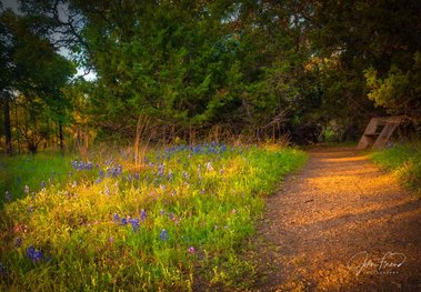 Wildflowers on trail, CIbolo Nature Center, Boerne, TX