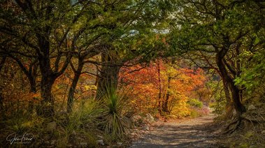 Fall Colors on McKettrick Canyon Trail, Guadalupe National Park, TX
