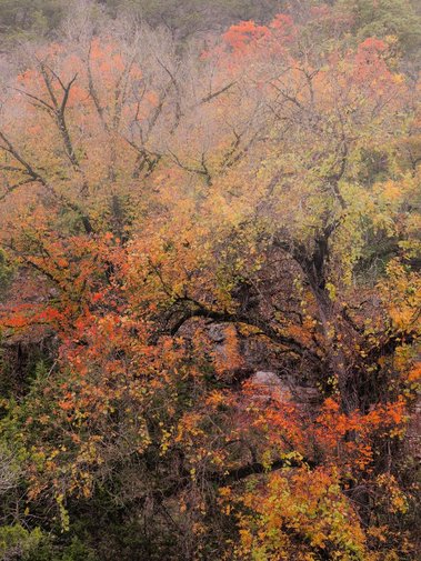 Maple Forest, Lost Creek Preserve, Medina, TX