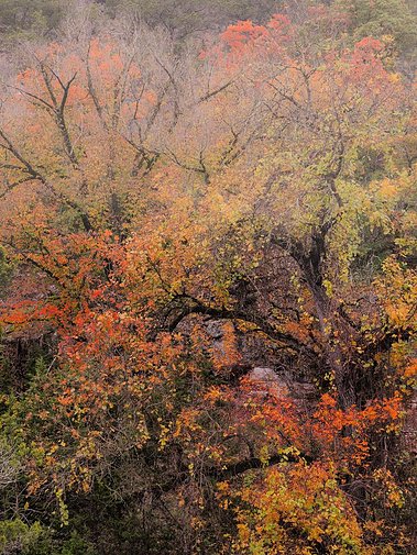 Maple Forest, Lost Creek Preserve, Medina, TX