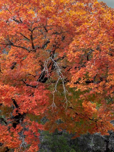 Bigtooth Maple, Lost Creek Preserve, Medina, TX