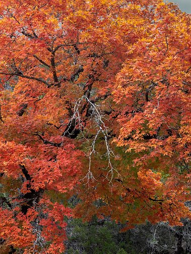 Bigtooth Maple, Lost Creek Preserve, Medina, TX