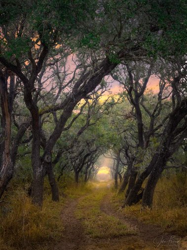 Stagecoach Trail, King Ranch, South Texas 