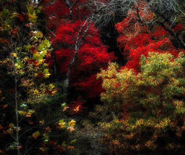 Glorious Maples, Fabra Farms, Boerne, TX