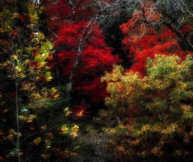 Glorious Maples, Fabra Farms, Boerne, TX