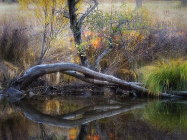 Fall Colors, Yosemite National Park